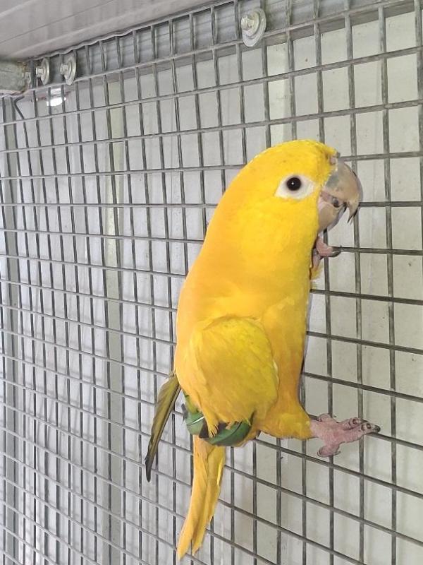 Golden Conure hen