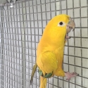 Golden Conure hen