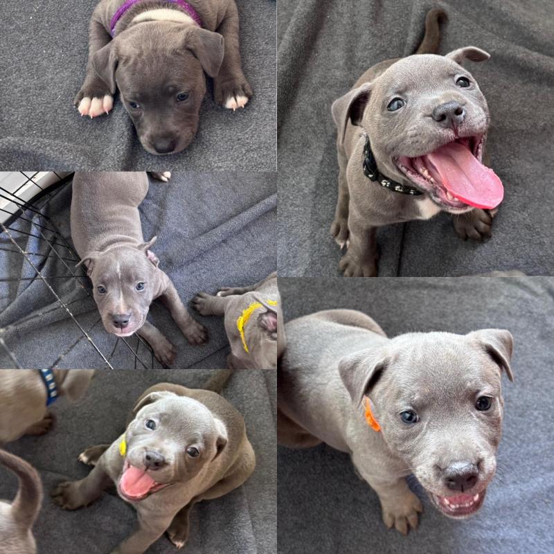 Staffordshire bull terrier puppies (staffy)