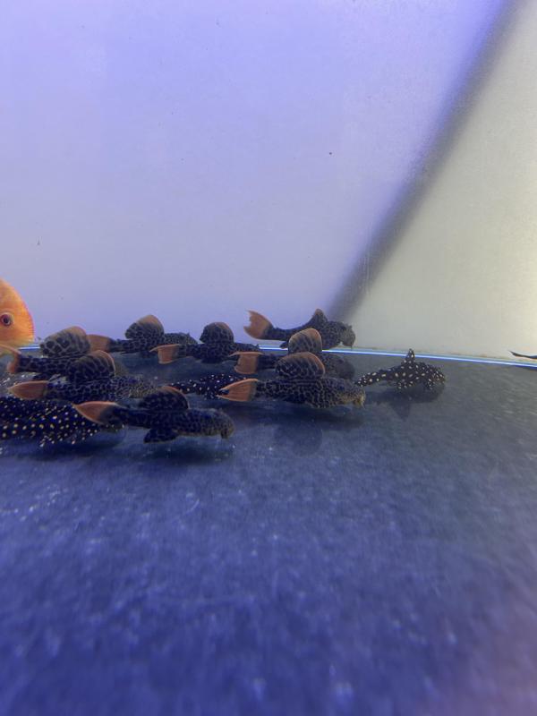 L600 cactus Plecos