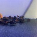 L600 cactus Plecos