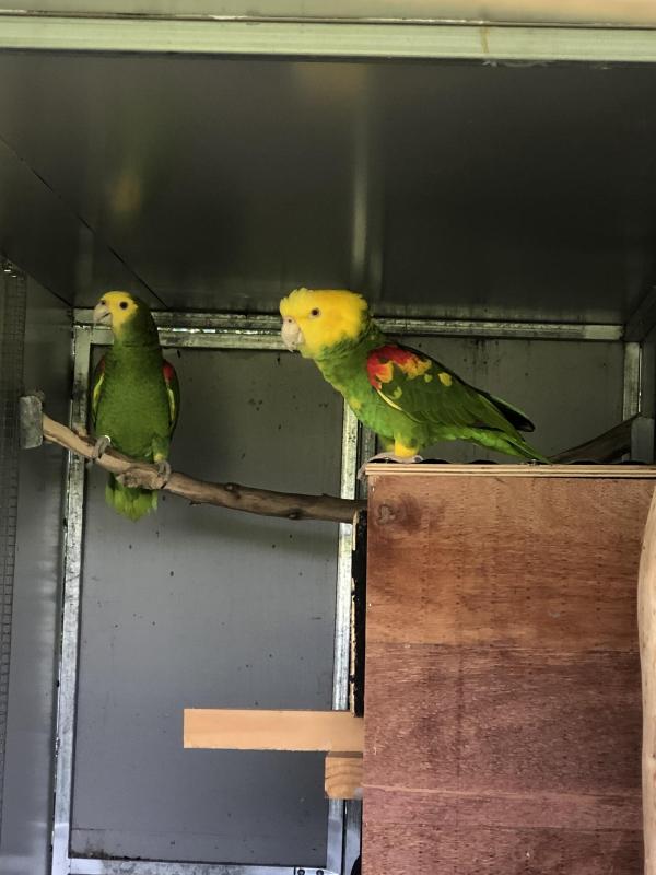 Magna double yellow headed Amazon pr