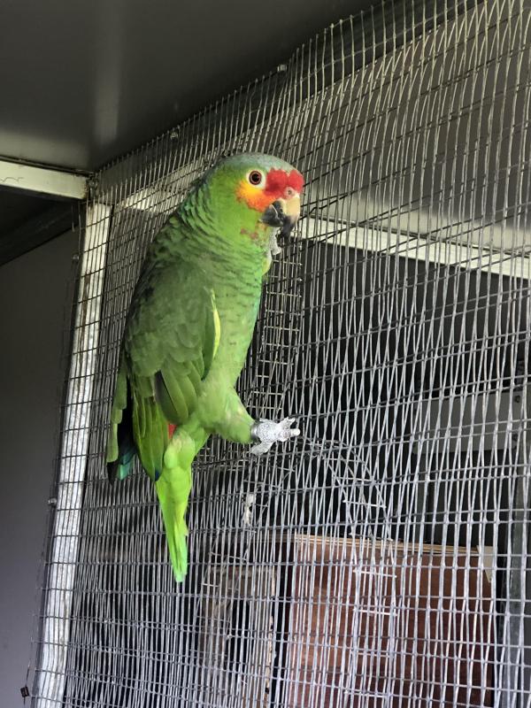 Red - lores Amazon pair