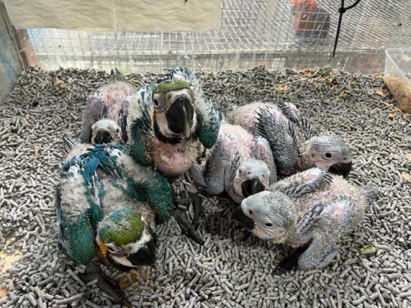 3 weeks old Blue and Glod Macaws babys