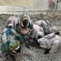 3 weeks old Blue and Glod Macaws babys