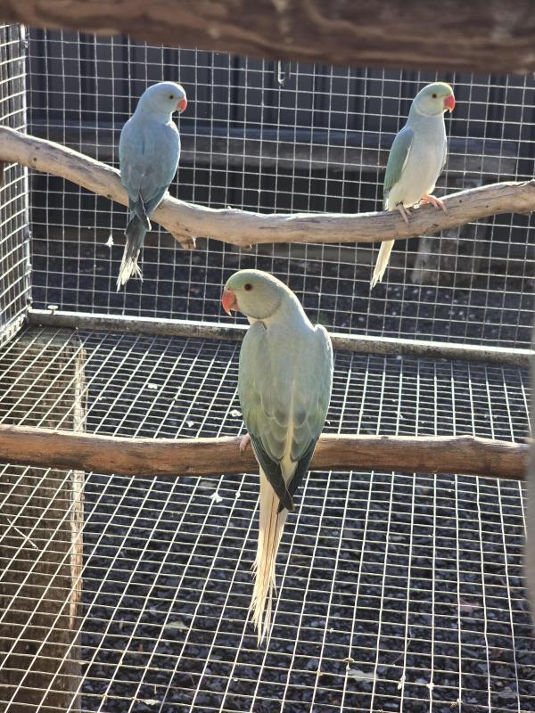 Dilute ringnecks and others