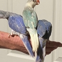 H/raised Indian Ringnecks for pets DNA sexed