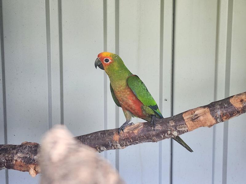 FS: Gold Capped Conures