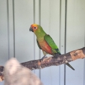 FS: Gold Capped Conures