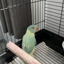 Aviary ringneck