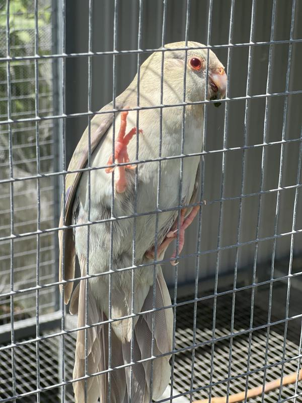 Special on  fallow Blue Kakariki mutations this weekend