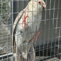 Special on  fallow Blue Kakariki mutations this weekend