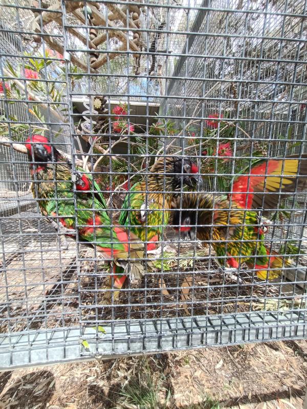 Yellow-Streaked Lory For Sale