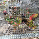 Yellow-Streaked Lory For Sale