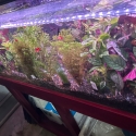 Aquarium Plants