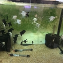 Angel Fish
