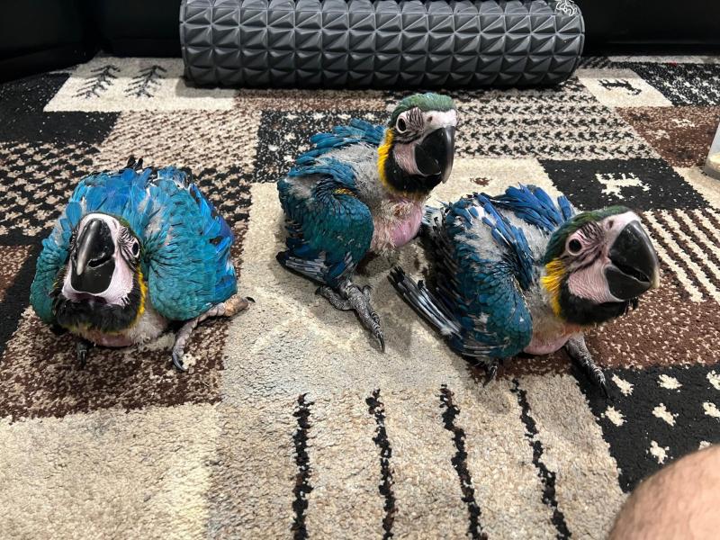 Blue and Glod Macaws babys