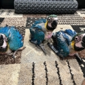 Blue and Glod Macaws babys