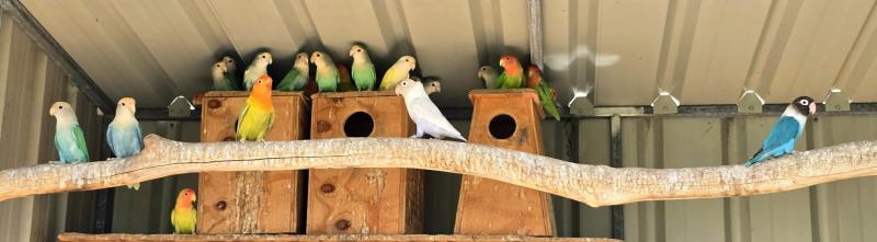 Assorted Peach-Faced Lovebirds