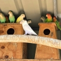 Assorted Peach-Faced Lovebirds
