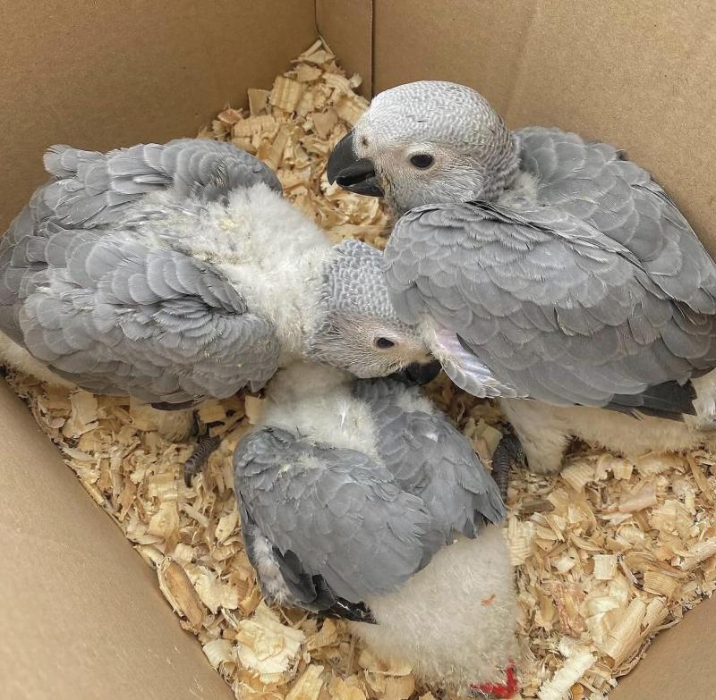 African grey fully weaned