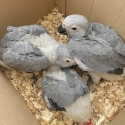 African grey fully weaned