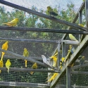 10 Budgerigars  Assorted Colours