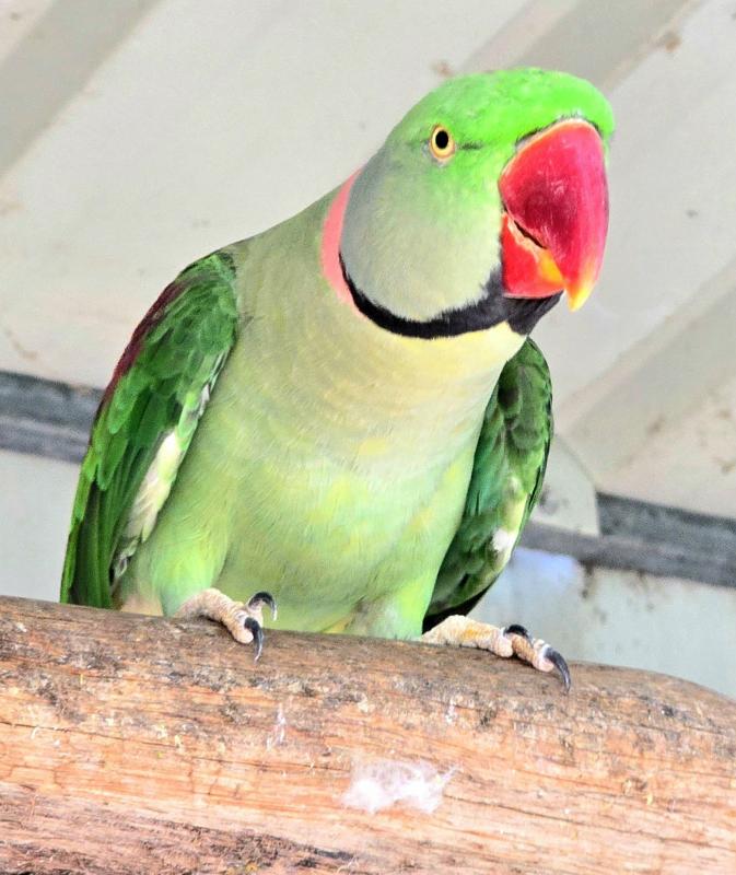 Alexandrine Parrots  Proven Breeding Pair