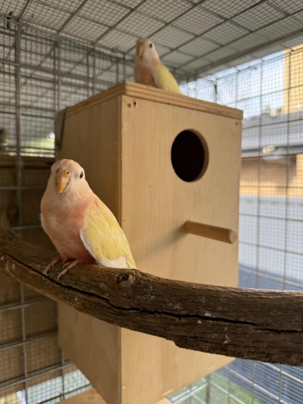Young pair of lutino Bourkes