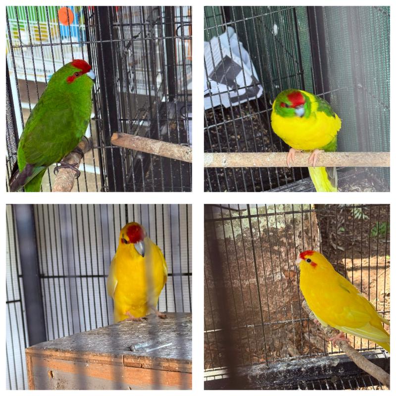 2 x Pairs of Bonded Kakarikis