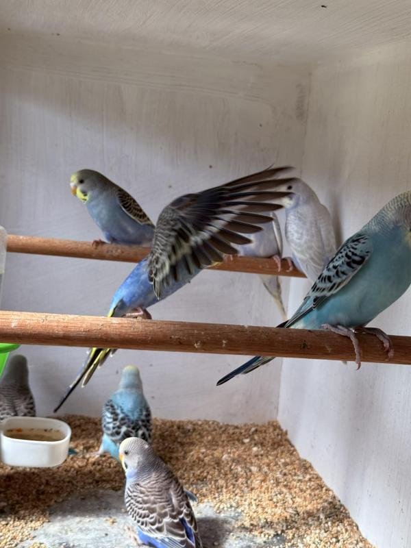 Baby Budgies