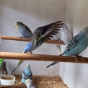 Baby Budgies