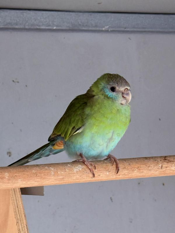 Female Hoode Parrot