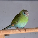 Female Hoode Parrot
