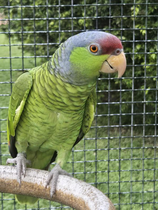 Lilac Crowned Amazon Male