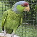 Lilac Crowned Amazon Male
