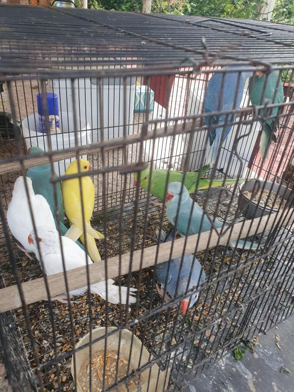 Babies  Indian ringneck handrasied