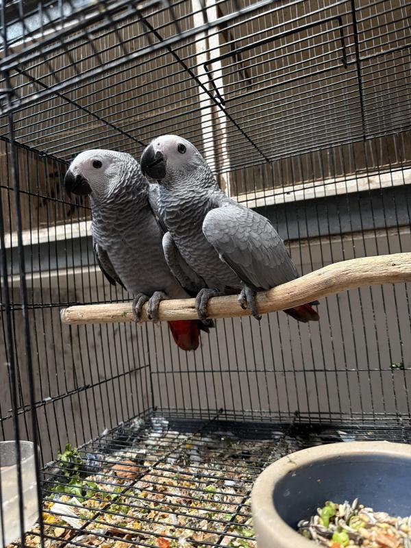 African Grey