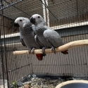 African Grey