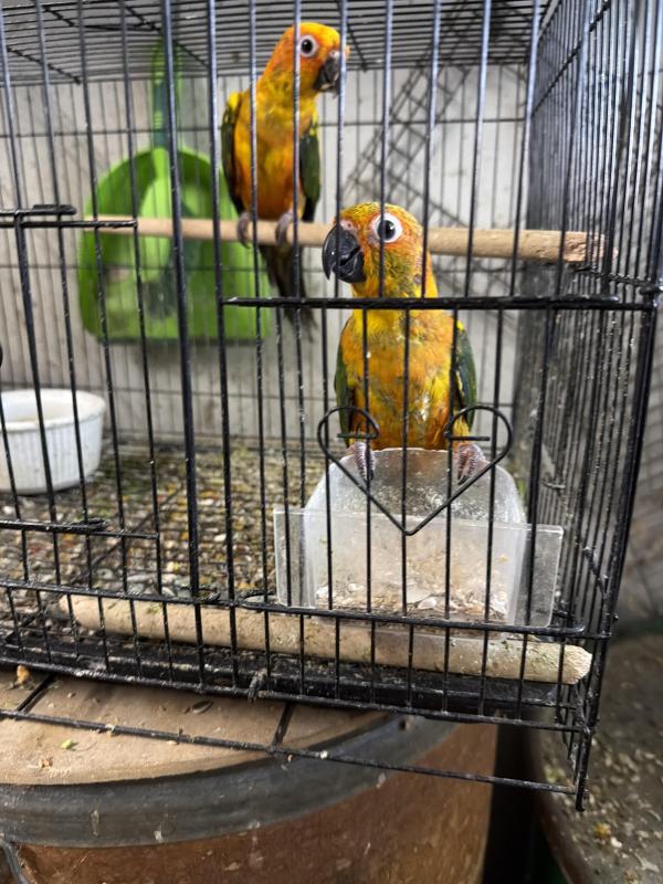 Sun Conures