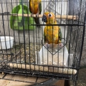 Sun Conures