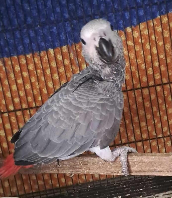 Handraised African Grey