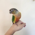 Handraised Yellow-sided Conure Male