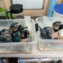 Blue and Glod Macaws babys