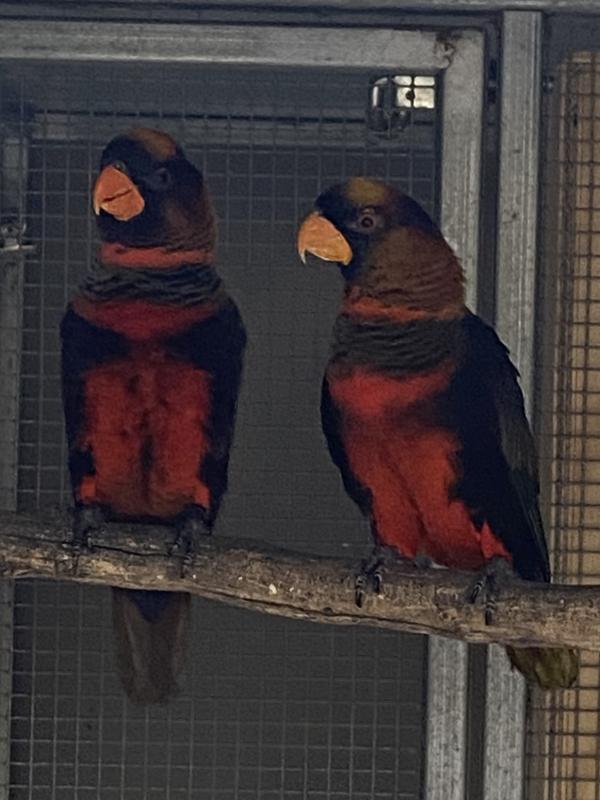 Red Dusky Lorie Pair