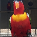 Yellow Bib Lories