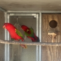 Chattering Lorie Genuine young Breeding Pair