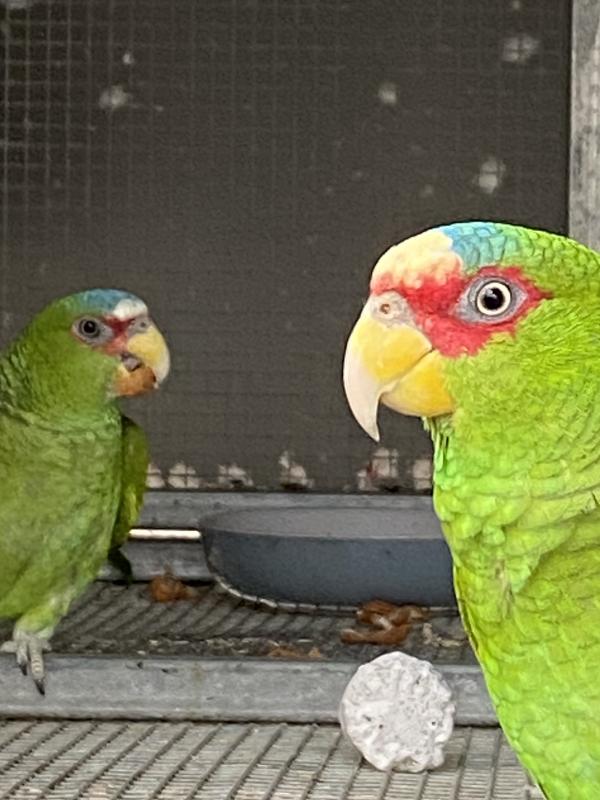 Bonded Pair Albifrons