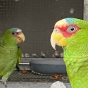 Bonded Pair Albifrons