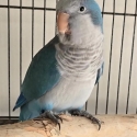 Blue Quaker Male
